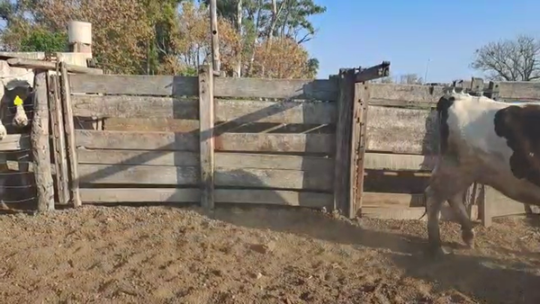 Lote Cristian Perren