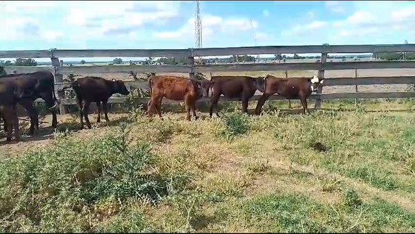 Lote 8 Terneros CR AA en Chamizo