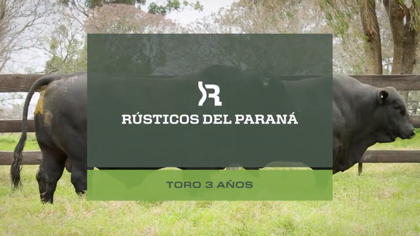 Lote Toros