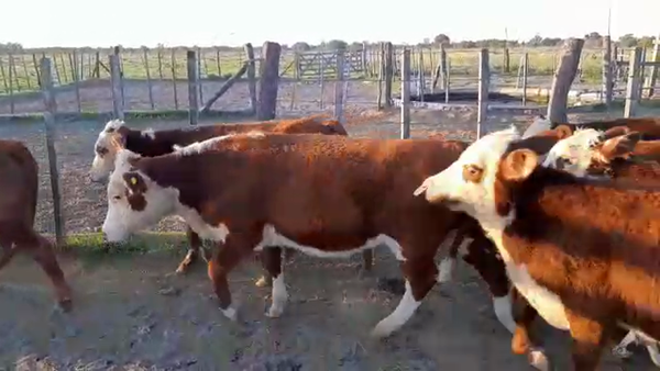 Lote 21 Terneros Braford en Constanza, Santa Fe