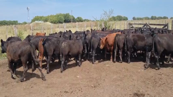 Lote 60 Terneros en Punta Indio, Buenos Aires