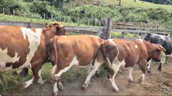 Lote 15 Novillo Gordo en Futrono, XIV Región Los Ríos