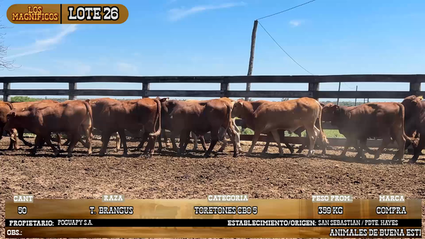 Lote LOTE 26