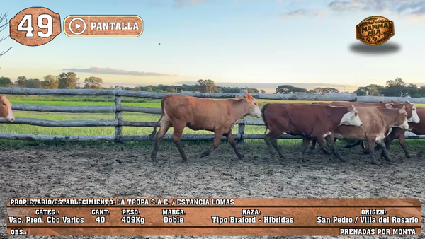 Lote LOTE 49 - POR PANTALLA