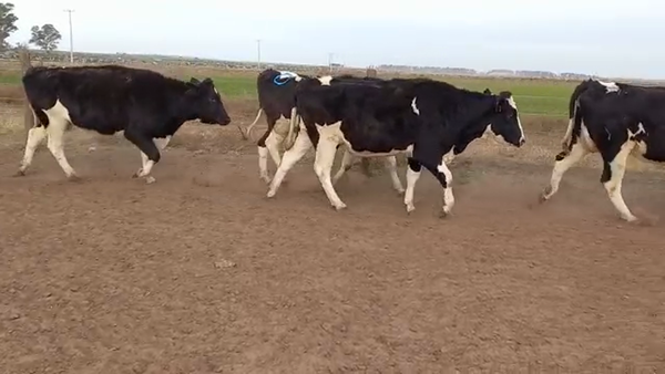 Lote Adeco Agropecuaria