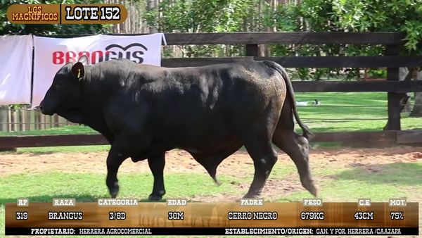 Lote LOTE 152