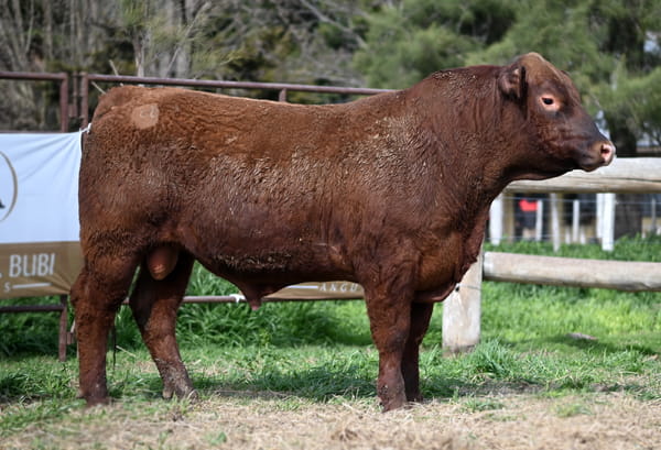 Lote TOROS PUROS CONTROLADOS