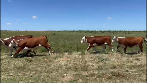 Lote 50 Vaquillonas 1 a 2 años en Puntas de Maciel, Florida