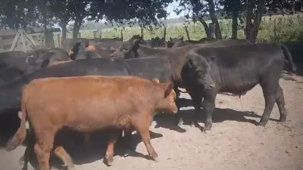 Lote 44 Terneros/as en Gral. Paz, Buenos Aires