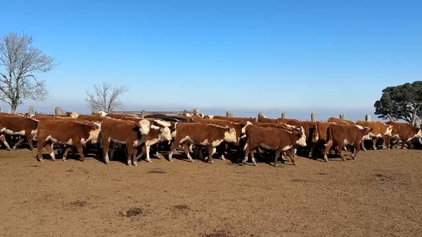 Lote 150  Terneros/as