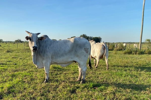 Lote PREÑEZ Nelore a Bozal Expo Internacional 2022 - Lote 6