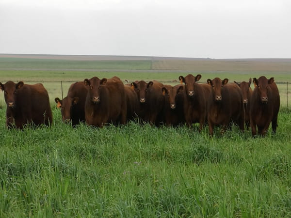 Lote VAQ. ANGUS COLORADAS  MAS C/GTÍA DE PREÑEZ