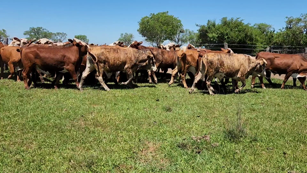 Lote 37 Novillos en Concepción, Corrientes