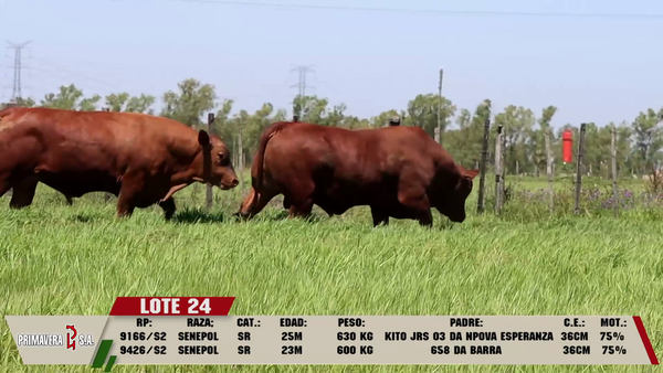 Lote LOTE 24
