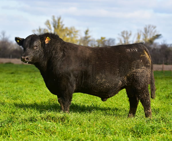 Lote TOROS PEDIGREE H373 H421