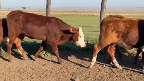 Lote 23 Vaquillonas en Corrientes, Mercedes