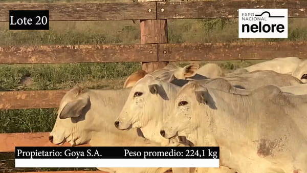 Lote Expo Nacional Terneras - Lote 20