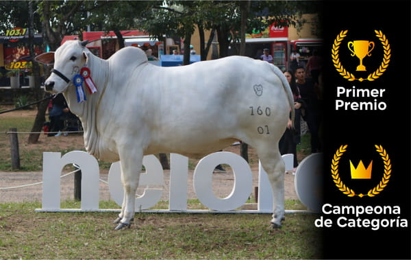Lote Nelore a Bozal Expo Internacional 2022 RP 160- Lote 15