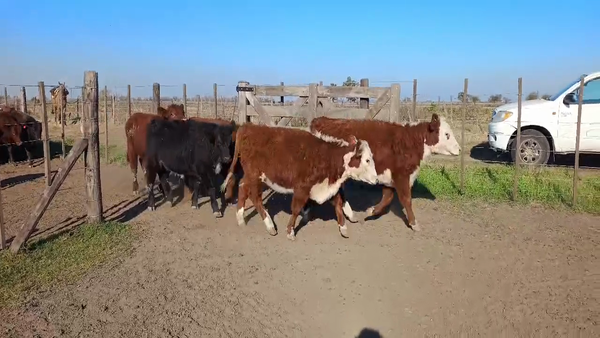 Lote 60 Terneros/as en Carlos Tejedor