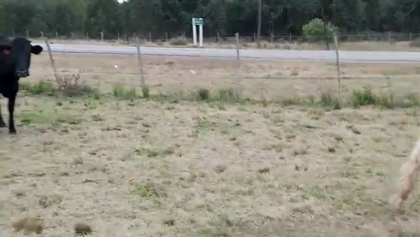 Lote 9 Vacas de Invernada 340kg - , San José