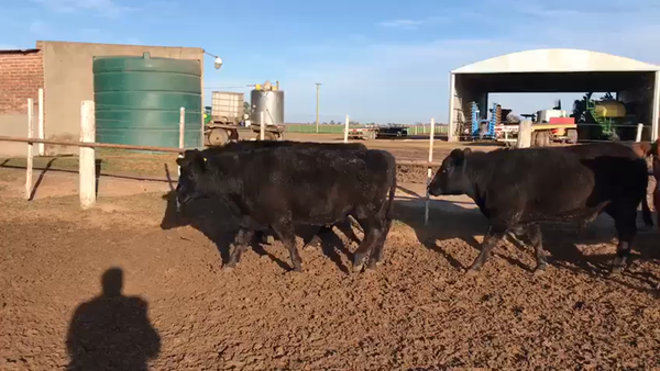 Lote 35 Novillos UE Hilton