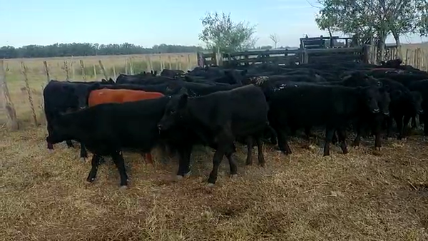 Lote 68 Terneros/as en Brandsen, Buenos Aires