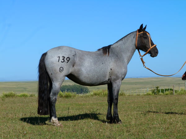 Lote Diabla del Cerro Grande