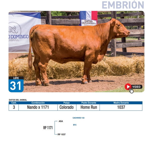 Lote Nando x 1171
