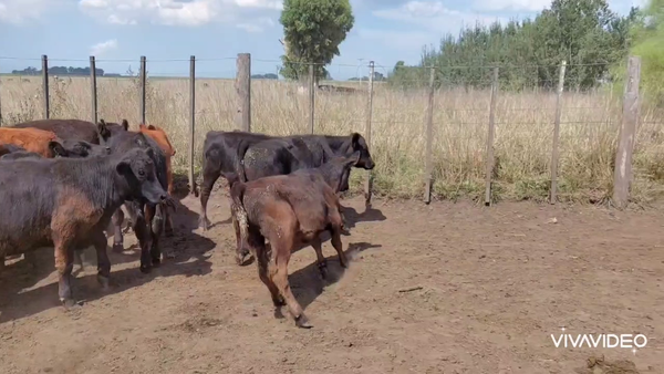 Lote 90 Terneros/as en Castelli, Buenos Aires