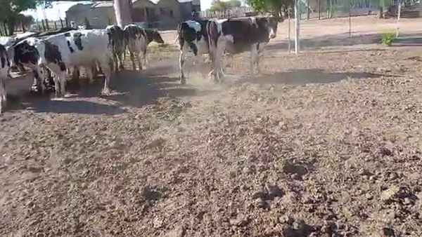 Lote 18 Novillitos Holando Argenitno en Brinkmann, Córdoba