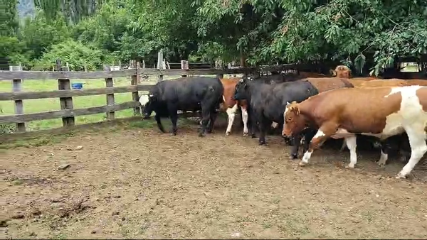 Lote 30 Novillo Engorda en Coyhaique, XI Región Aysén