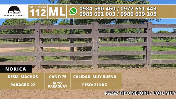 Lote 75 Desmamantes machos 210kg -  en Carmelo Peralta los de Norica  Puerto Sastre los de Ygua Pora