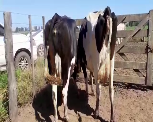 Lote Bossarelli Hermanos