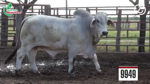 Lote Brahman