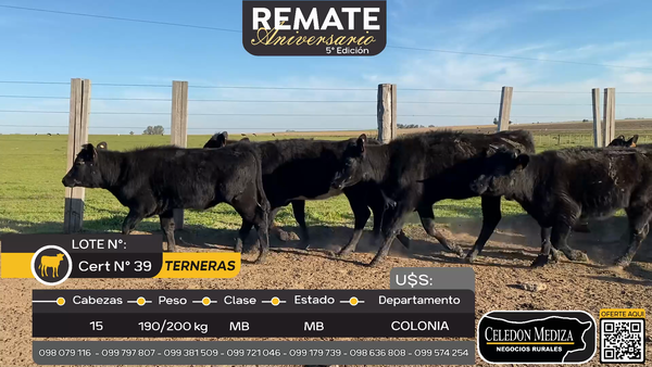 Lote 15 Terneras en La Horqueta, Colonia