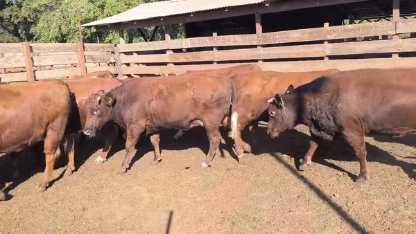Lote 20 Vaquilla Gorda en Los Ángeles, VIII Región Biobío