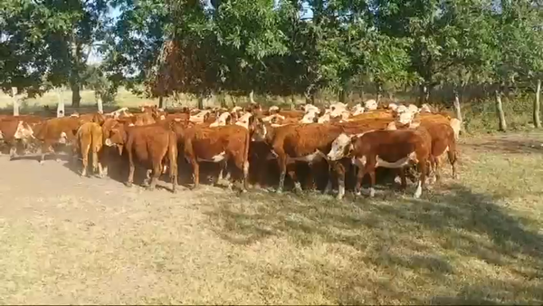 Lote 70 Terneros/as en Federal, Entre Ríos