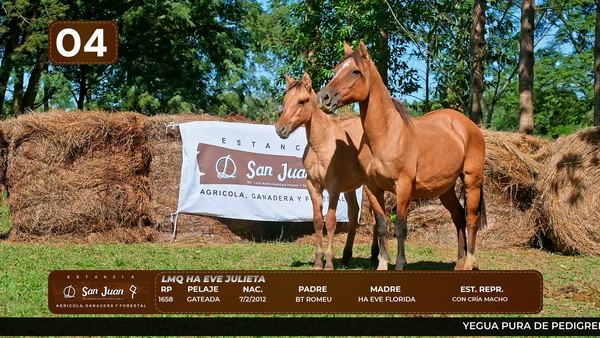 Lote LOTE 4