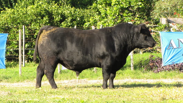 Lote CABAÑA COEMBOTÁ: RP 603