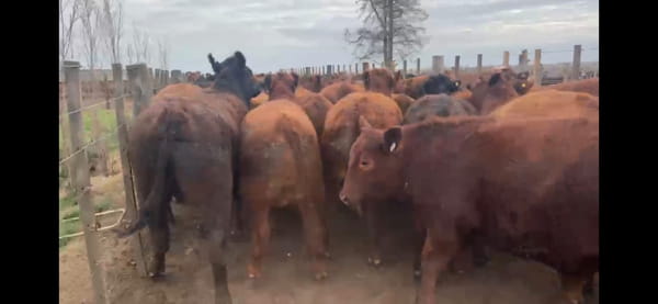 Lote 84 Novillos Faena en Berrotaran, Córdoba