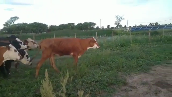 Lote 35 Vacas de invernar en Tintina, Santiago del Estero