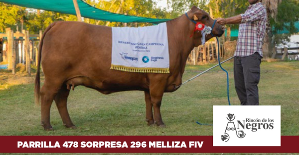 Lote 5 EMBRIONES