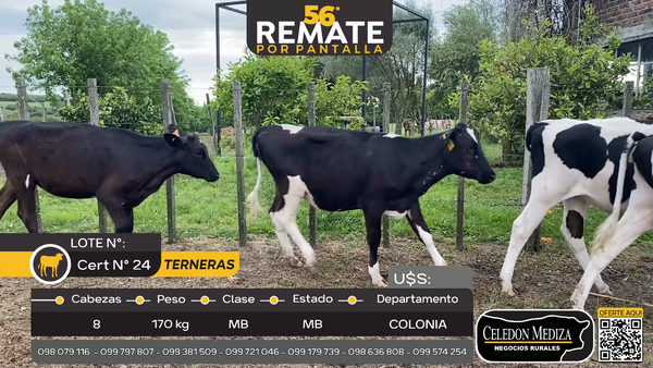 Lote 8 Terneras en Riachuelo, Colonia