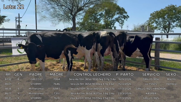 Lote Vacas