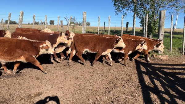 Lote 46 Terneros