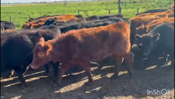 Lote 140 Terneros