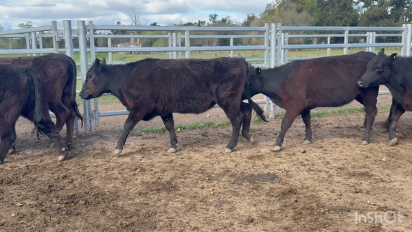 Lote 37 Vaquillonas