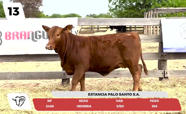 Lote LOTE 13- JUNIOR