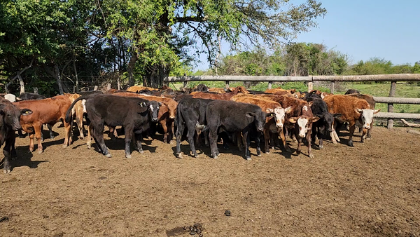 Lote 115 Terneros en Herlitzka, Corrientes