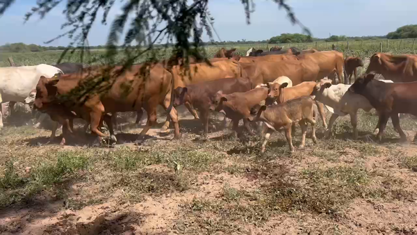 Lote 51 Vacas nuevas C/ cria en Juan José Castelli, Chaco
